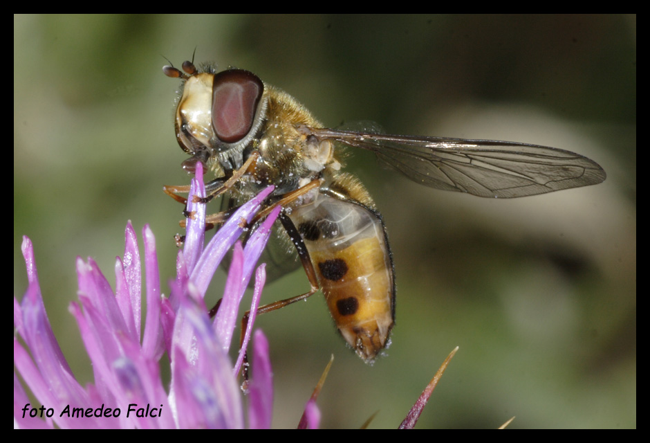 Altro Syrphidae della Sila (CS).